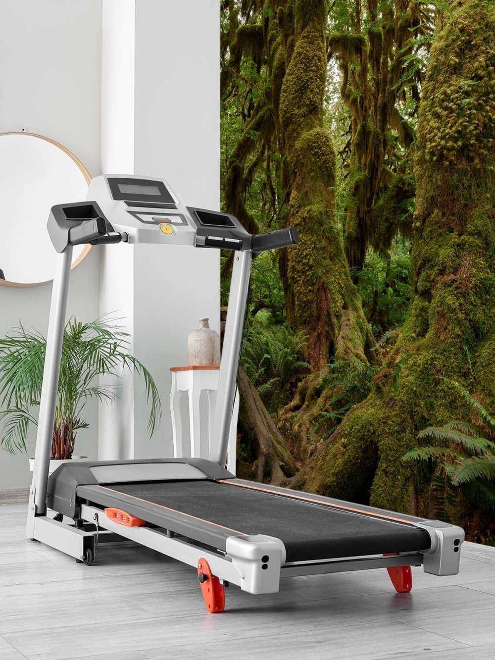 Trees in a rainforest