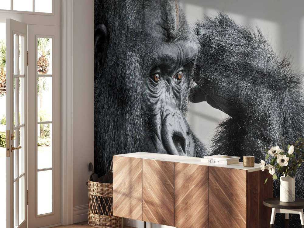 Gorilla black and white