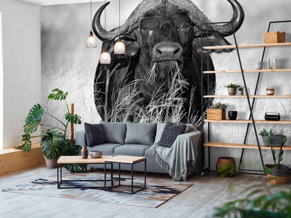 Buffalo in black and white