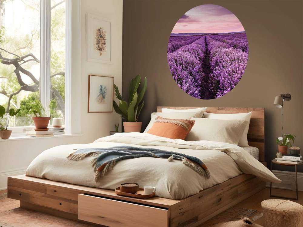 Lavender bushes