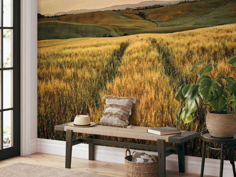 Grain field with tracks