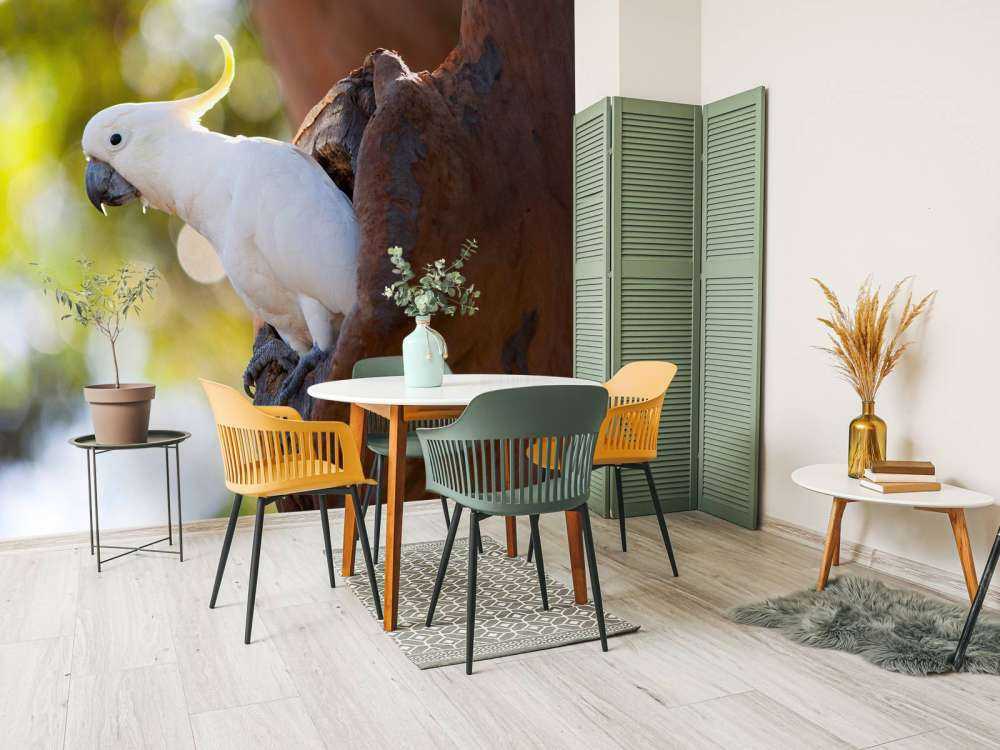 Cockatoo in tree cavity