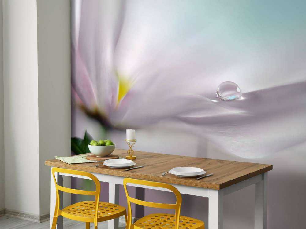 Where dreams come true