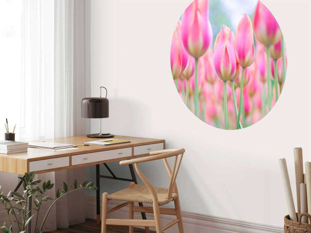 Close-up pink tulips