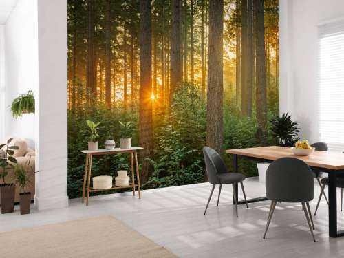 Sunbeams in a coniferous forest