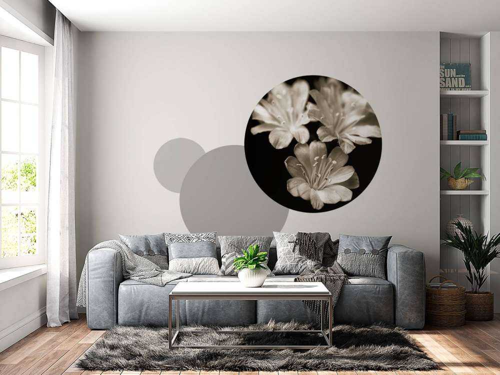 Lewisia blossom close-up