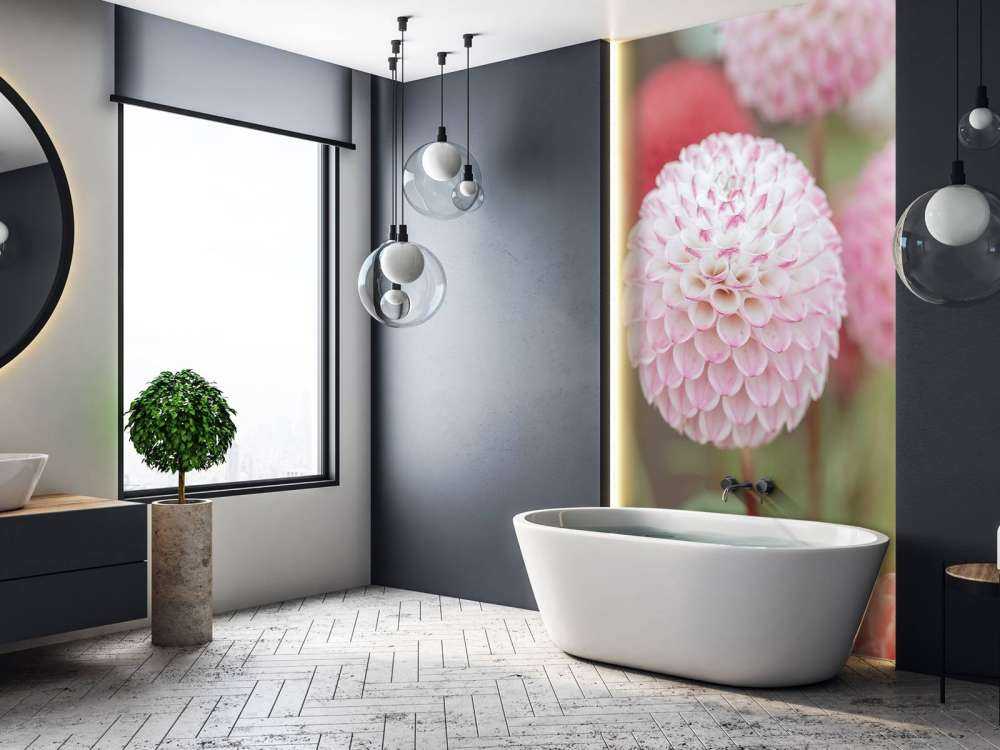 Pink dahlia flowers