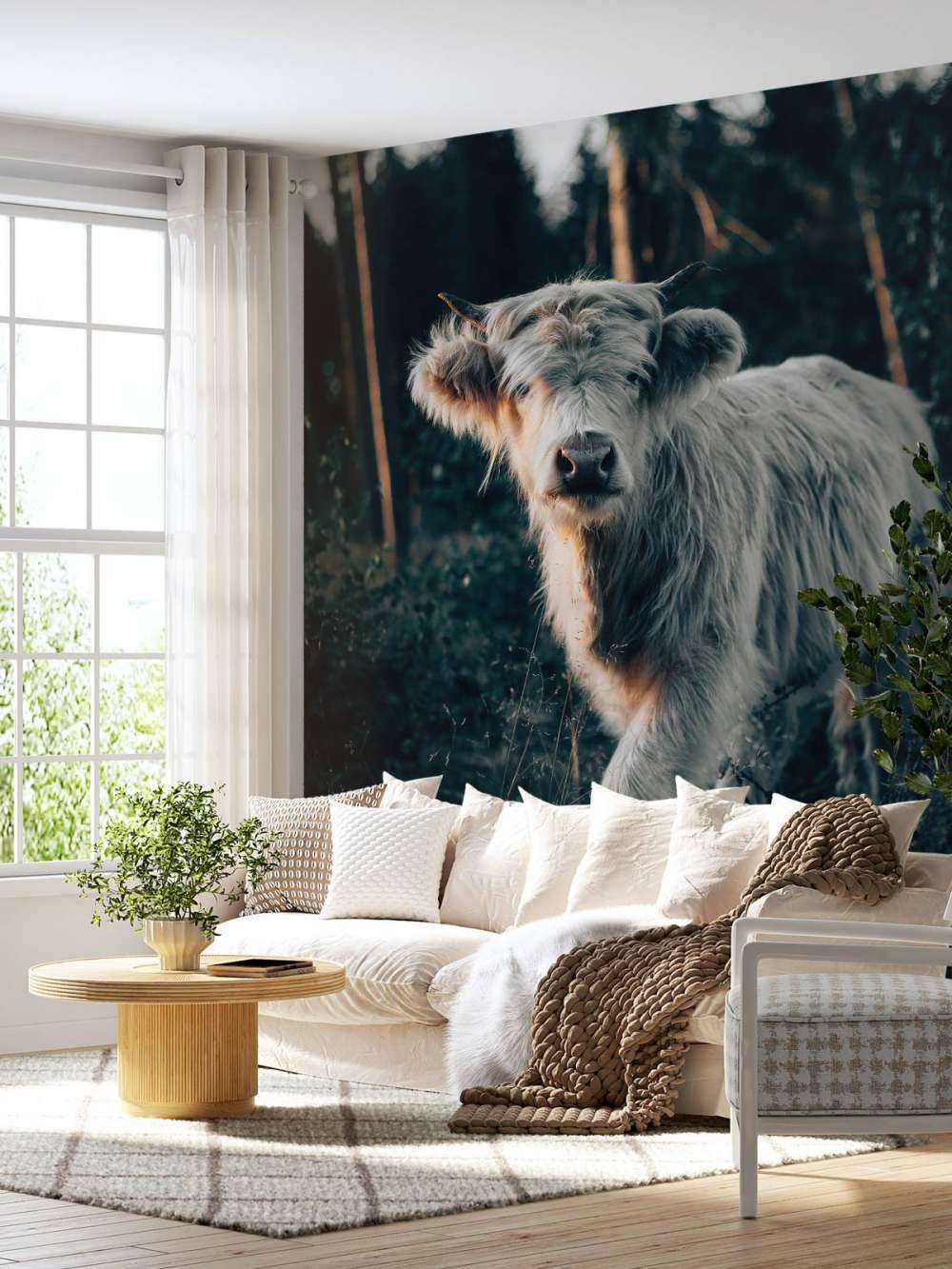 Scottish Highlander calf