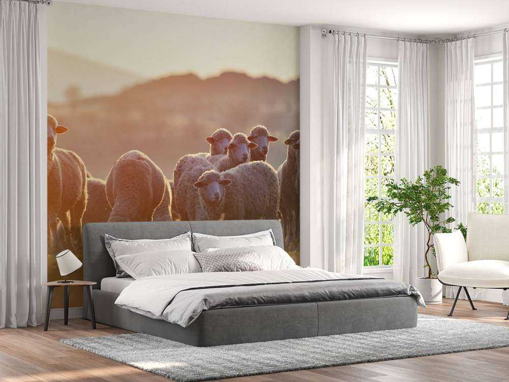 Looking up sheep