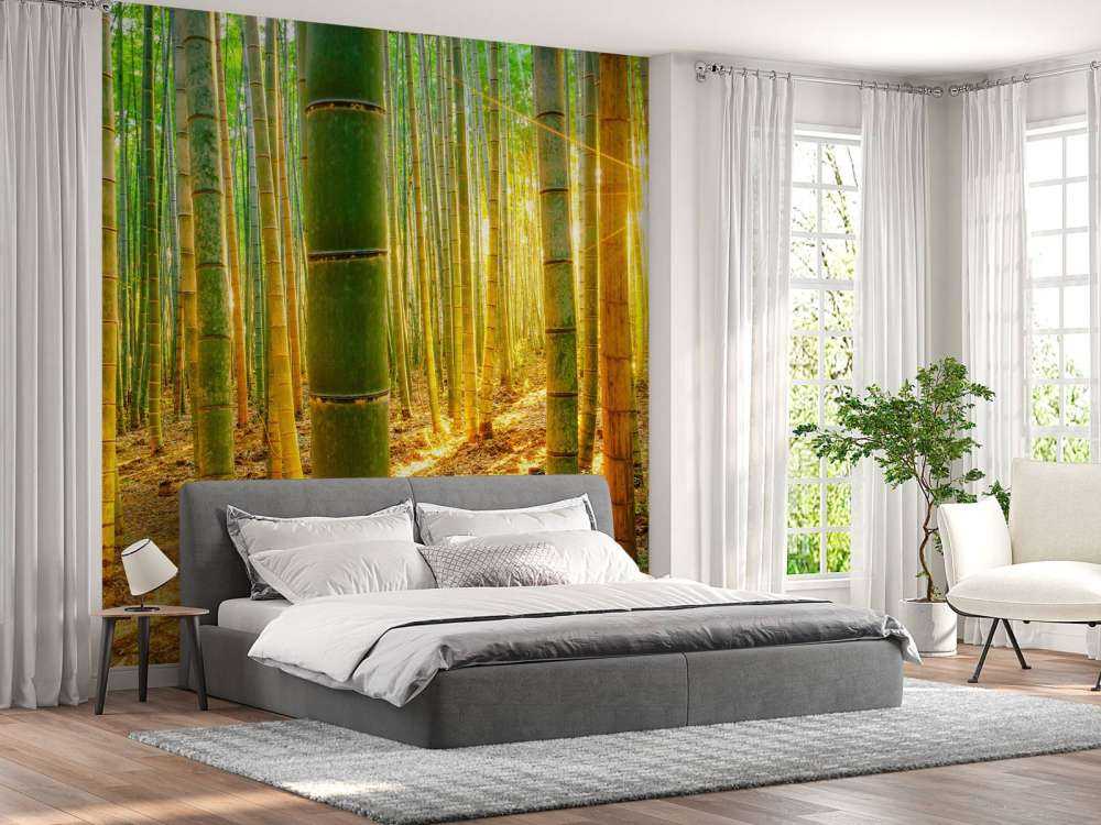 Bamboo forest at sunrise