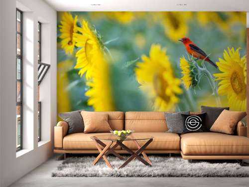 Sunflower field with red bird