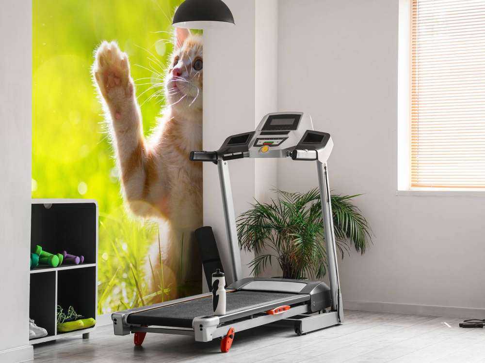 Jonge kat probeert een vlinder te vangen