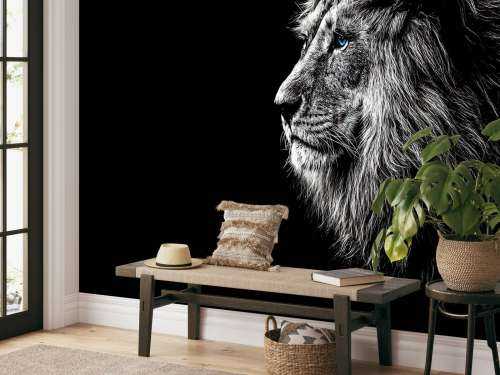 Lion with blue eyes