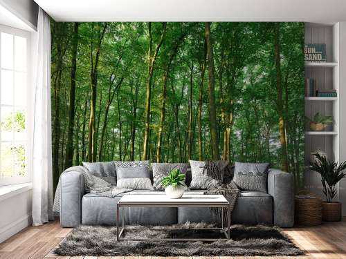 Green forest 