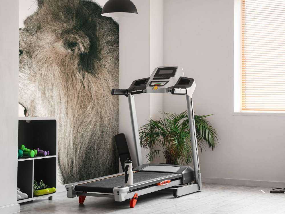 Roaring lion offwhite