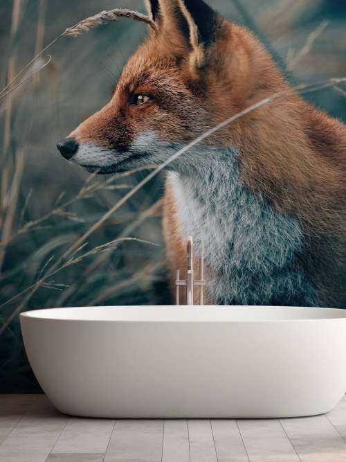 Fox in the dunes