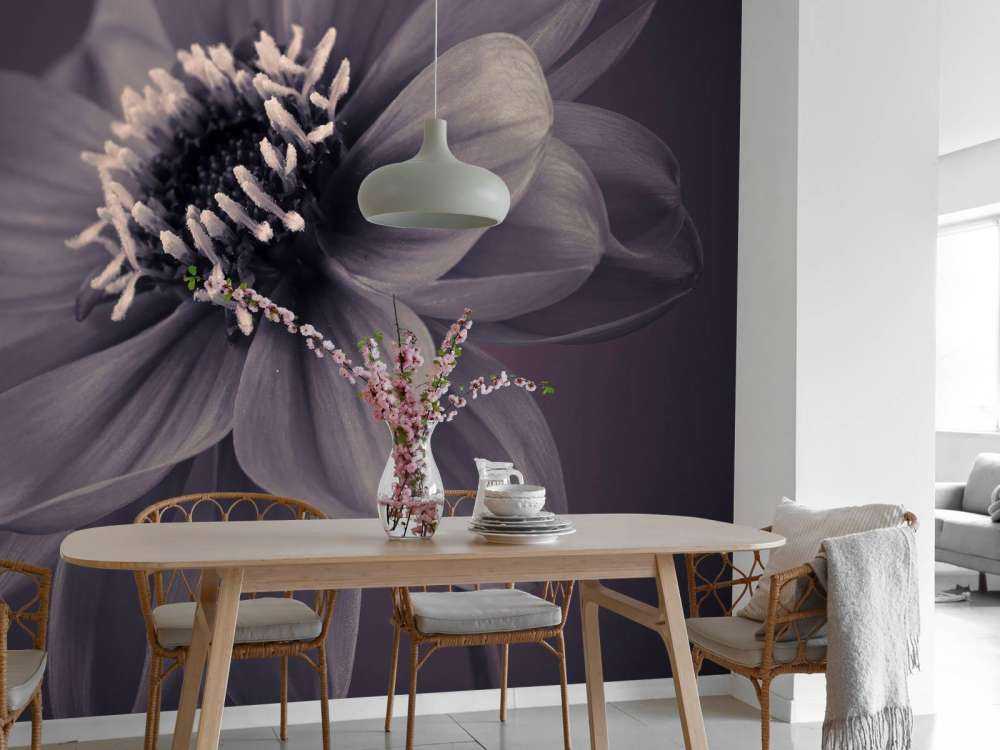Dark dahlia flower