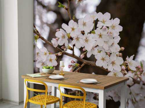 White blossoms