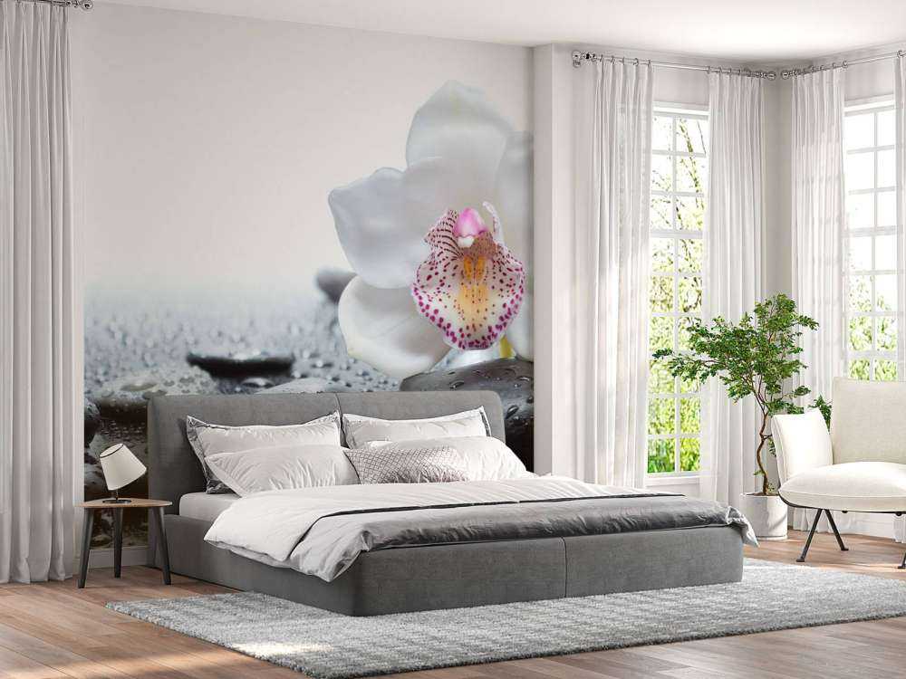 White orchid