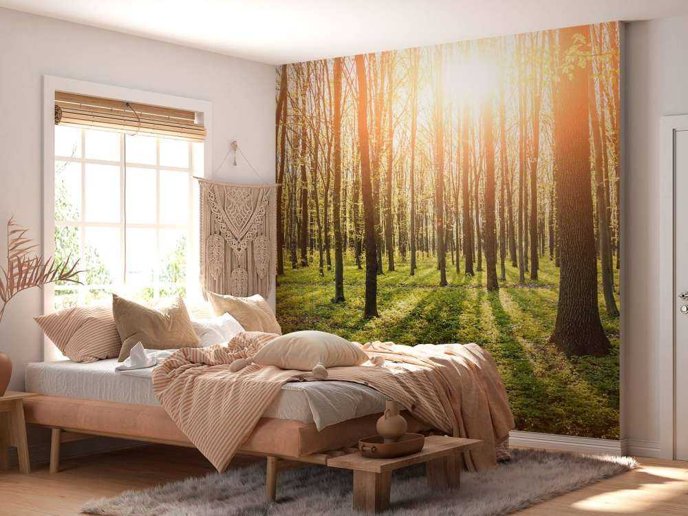 Evening sun in a forest