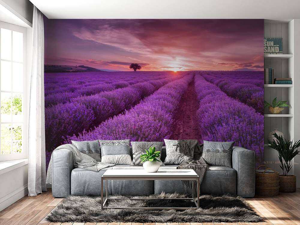 Field full with lavender