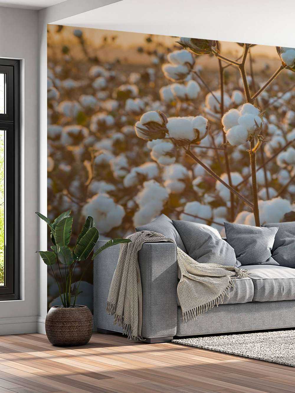 Cotton field with golden yellow sky