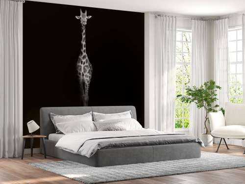 Giraffe black and white
