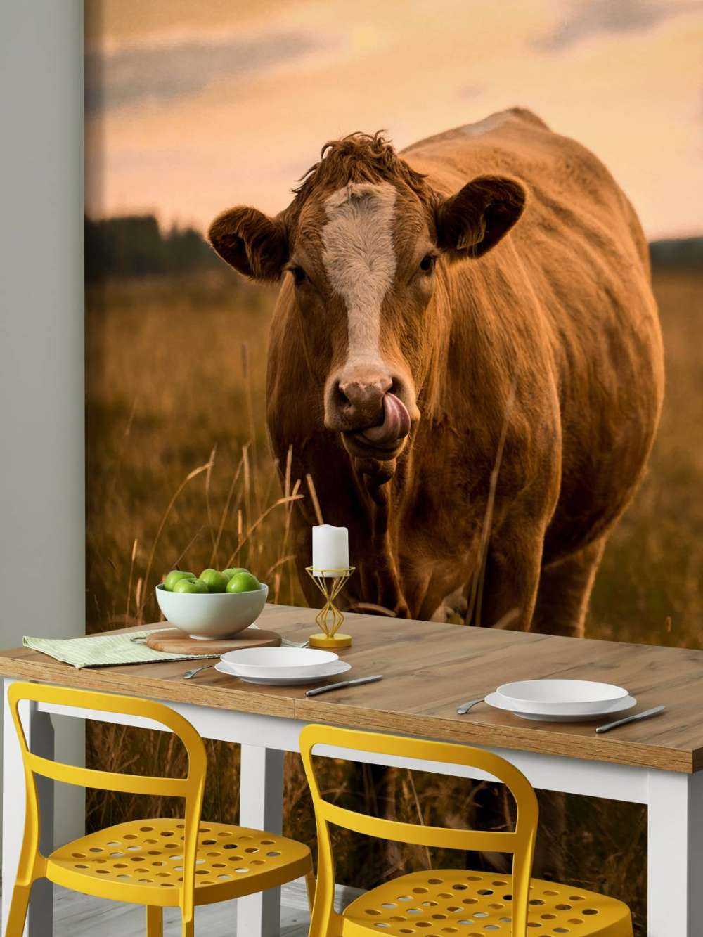 Cow with tongue in nose