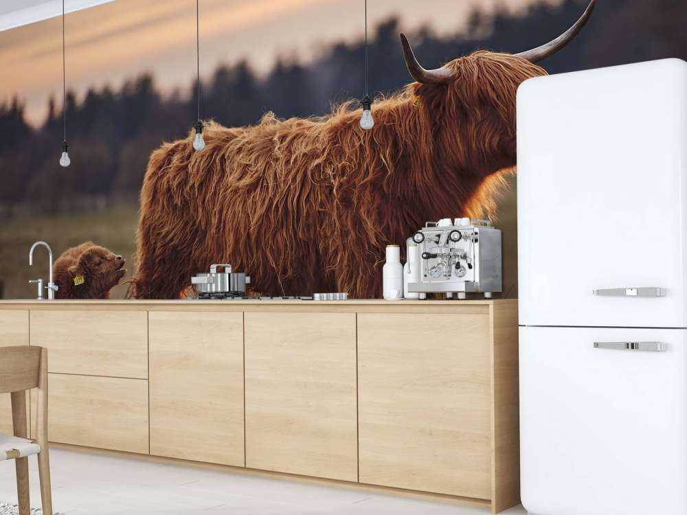 Scottish Highlanders in the meadow