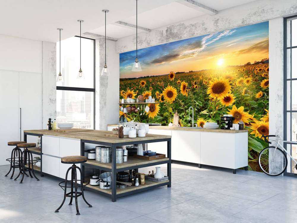 Beautiful field of sunflowers