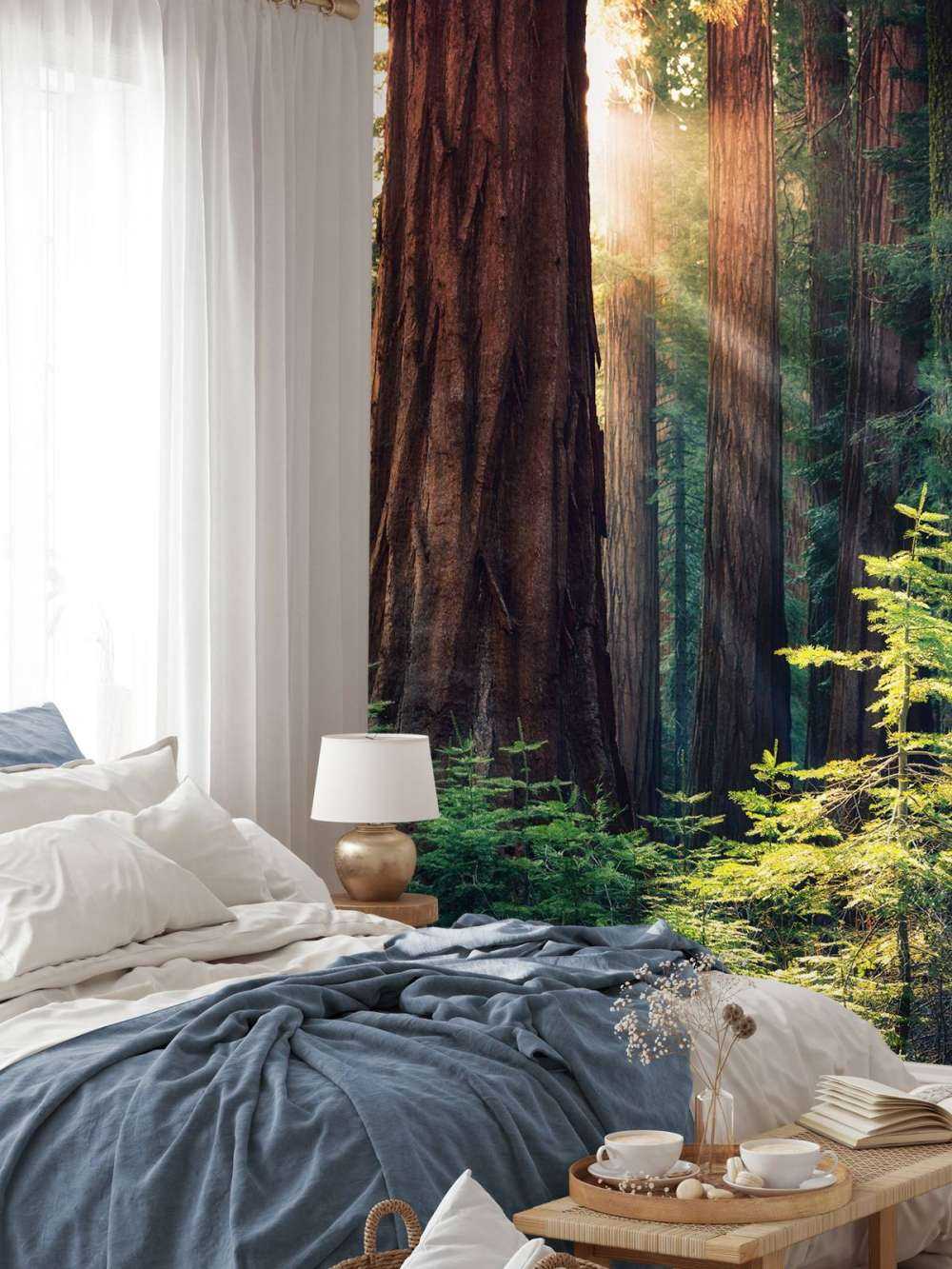 Sunlight between the mahogany trees