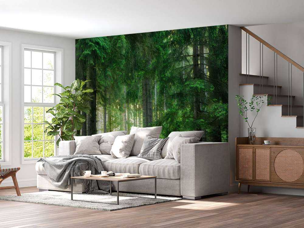 Green conifers forest