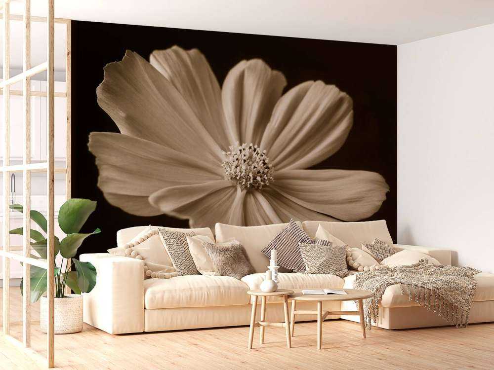 Cosmos flower