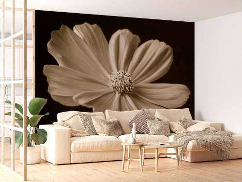 Cosmos flower