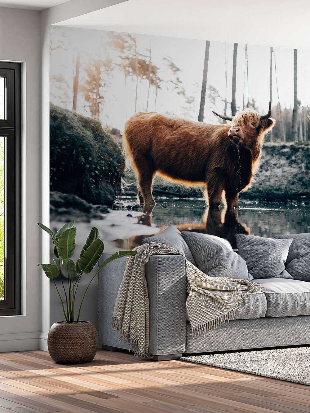 Scottish Highlander in the water