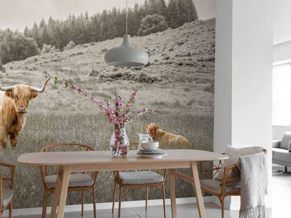 Scottish Highlander with calf