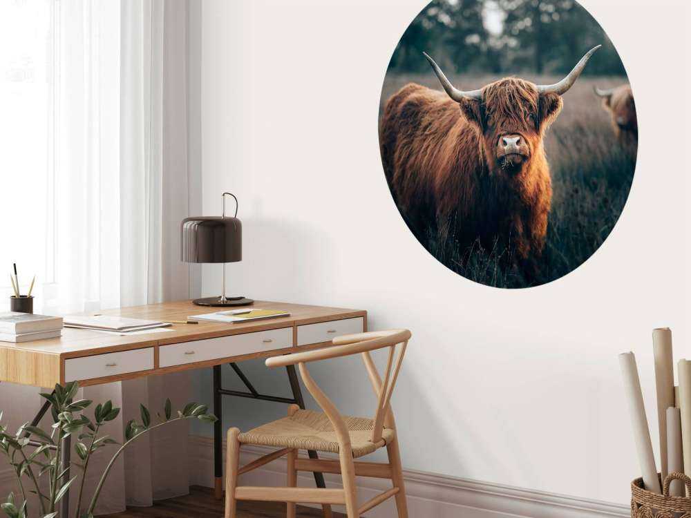 Scottish highlander close-up