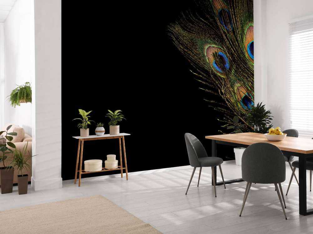 Colourful peacock feather