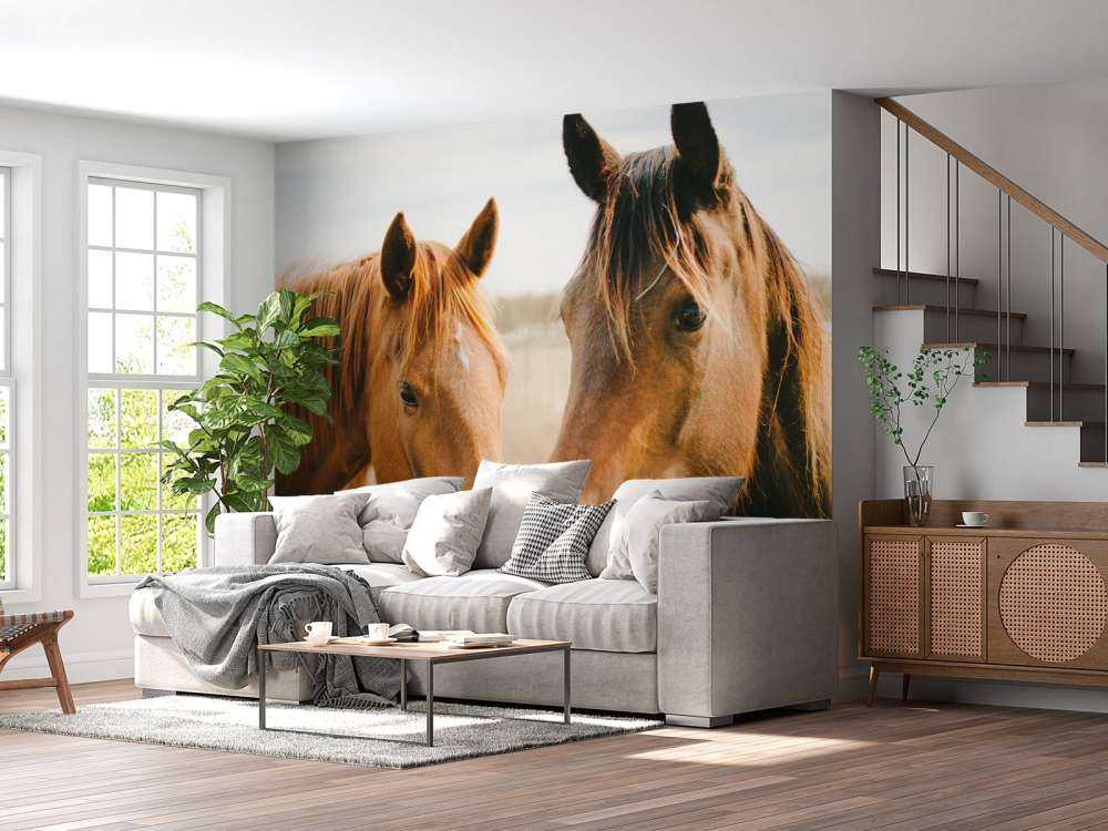 Two horses