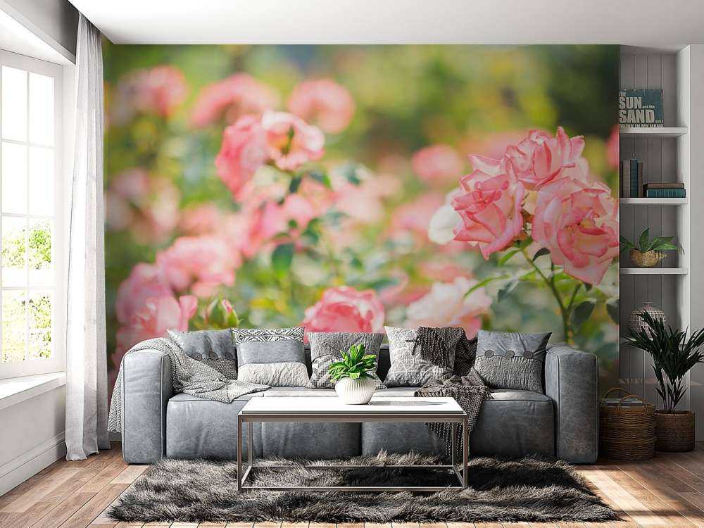 Light pink rose bush