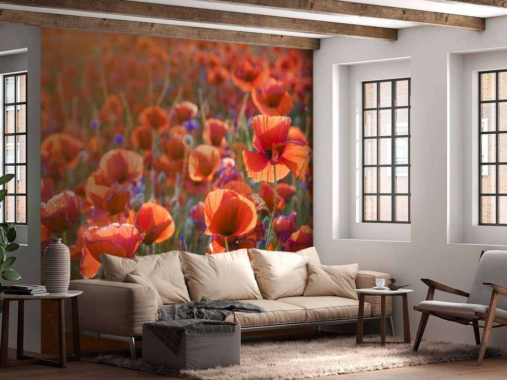 Poppies in the evening light