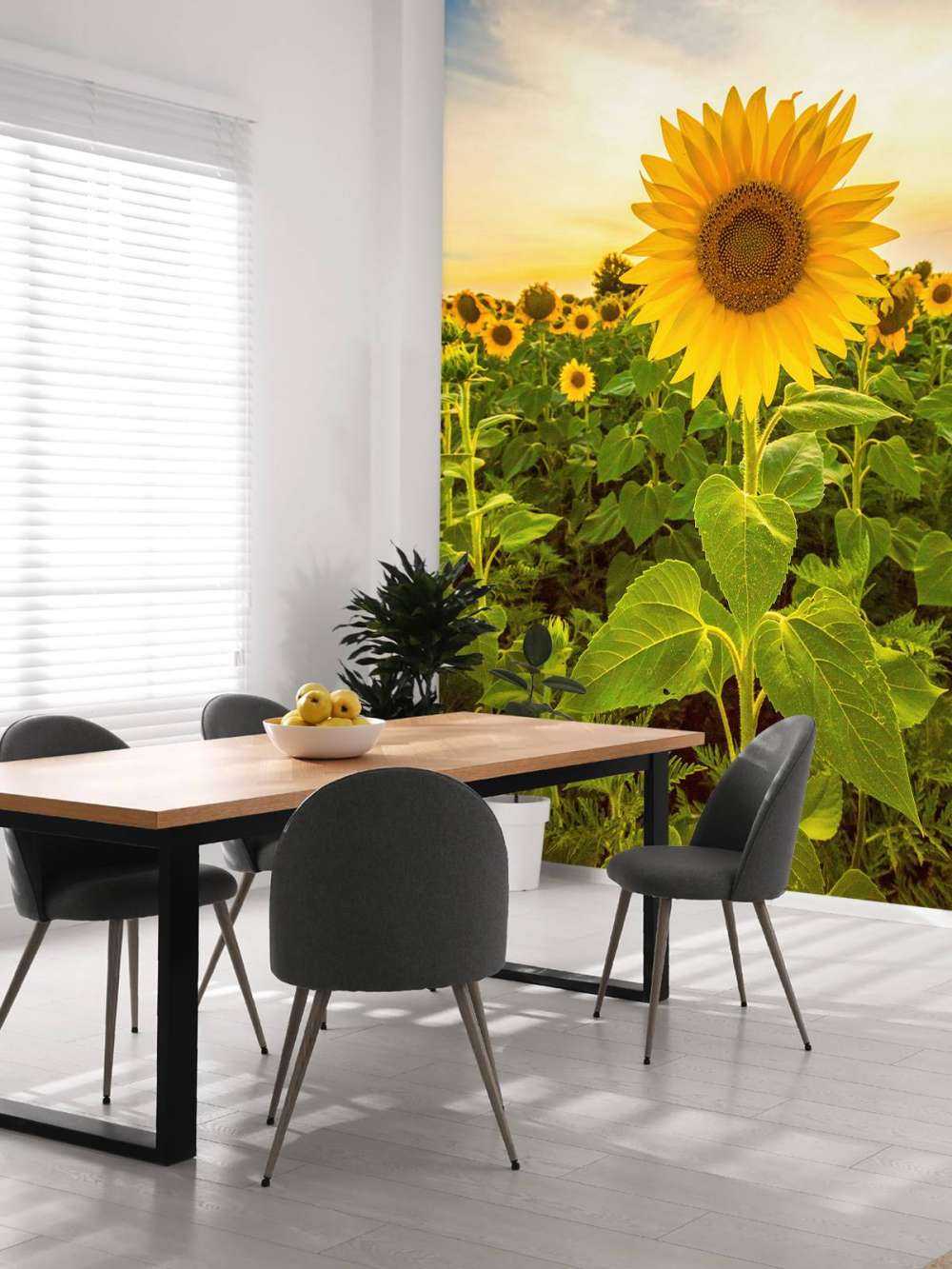 Sunflower in the field