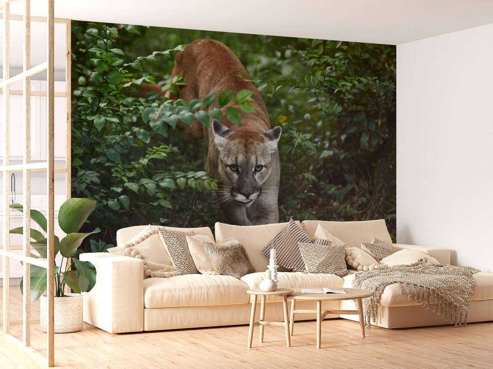 Sneaking mountain lion