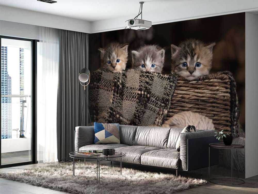 Three kittens in a basket