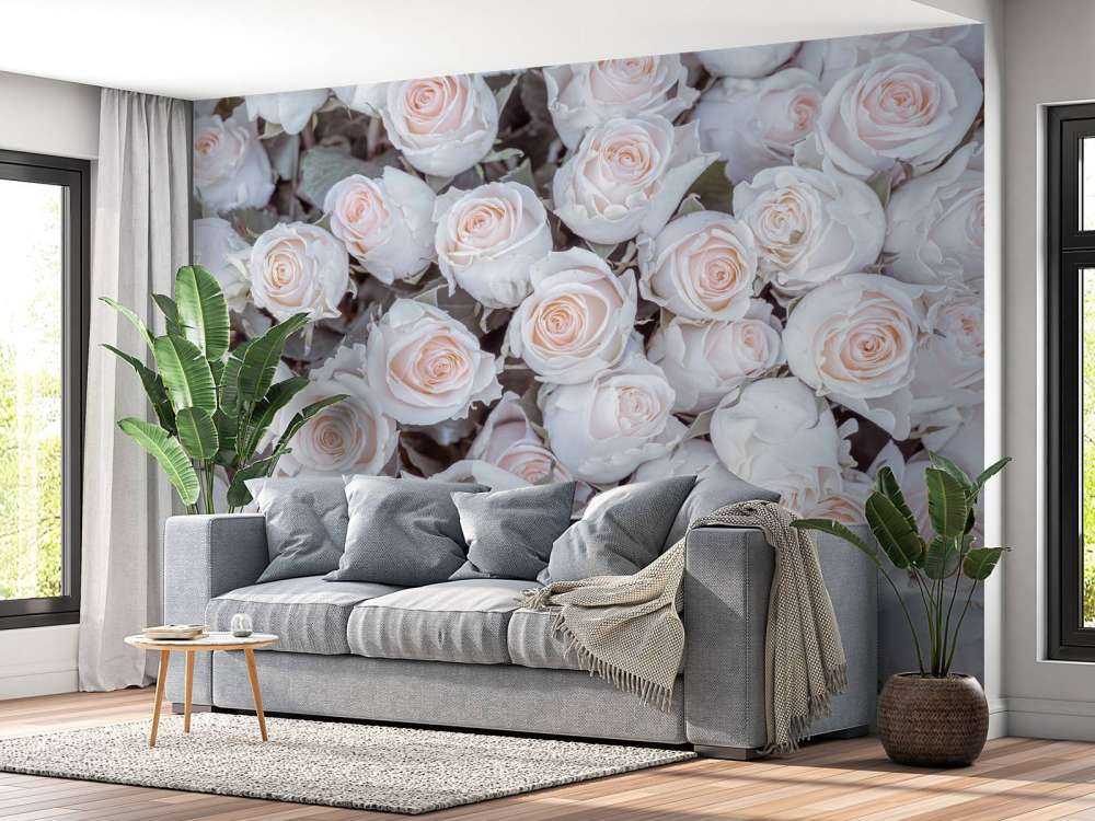 Light colored roses