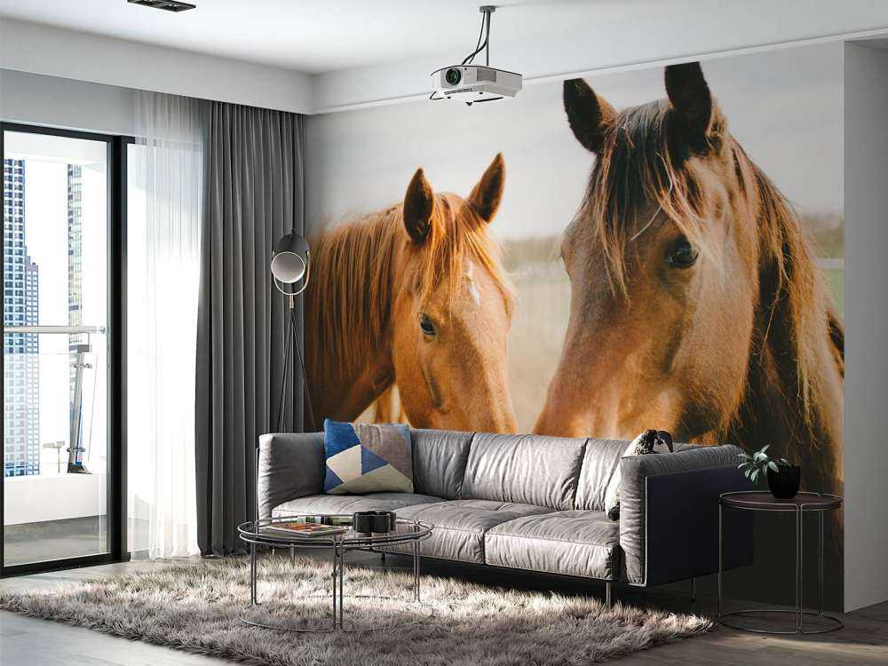 Two horses