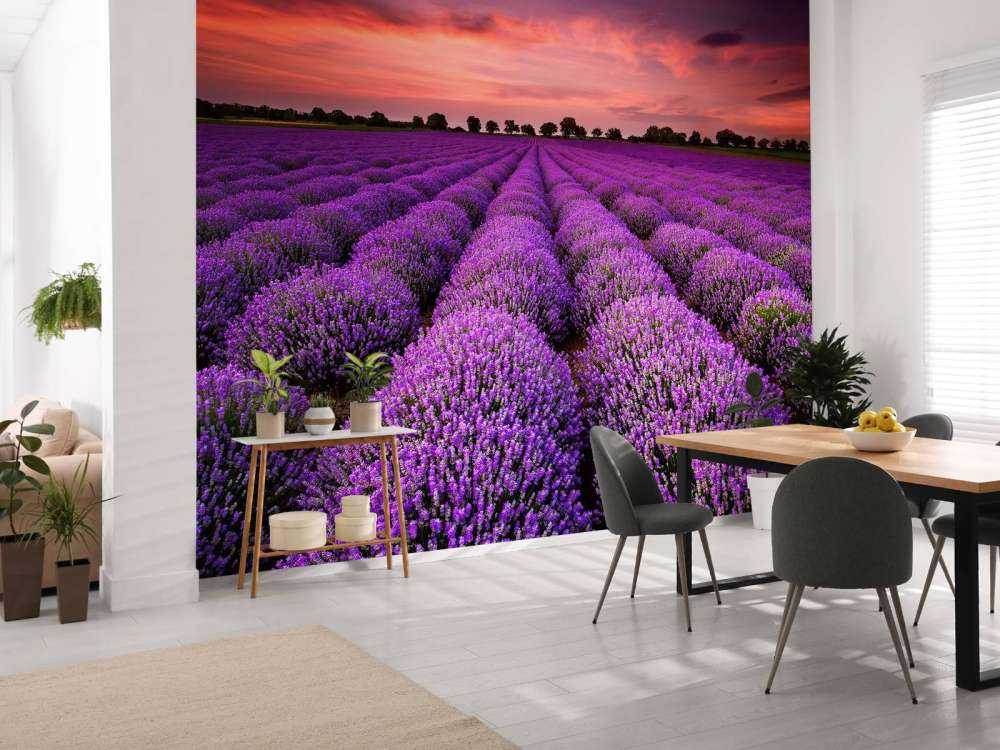 Lavender field