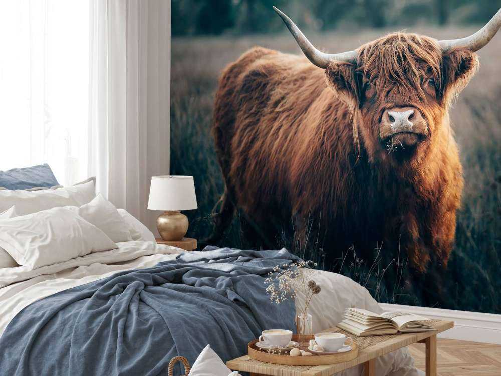 Scottish highlander close-up