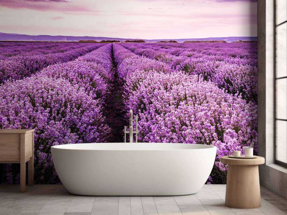 Lavender bushes