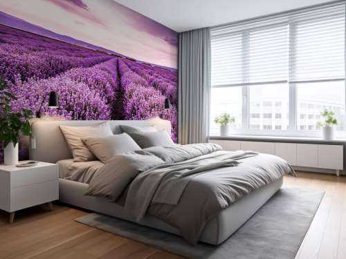 Lavender bushes